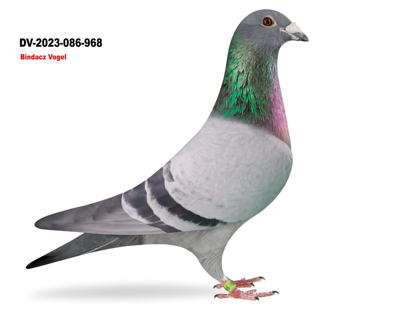 Ralf Funk - Grandson 339 Bindacz DV-2023-086-968