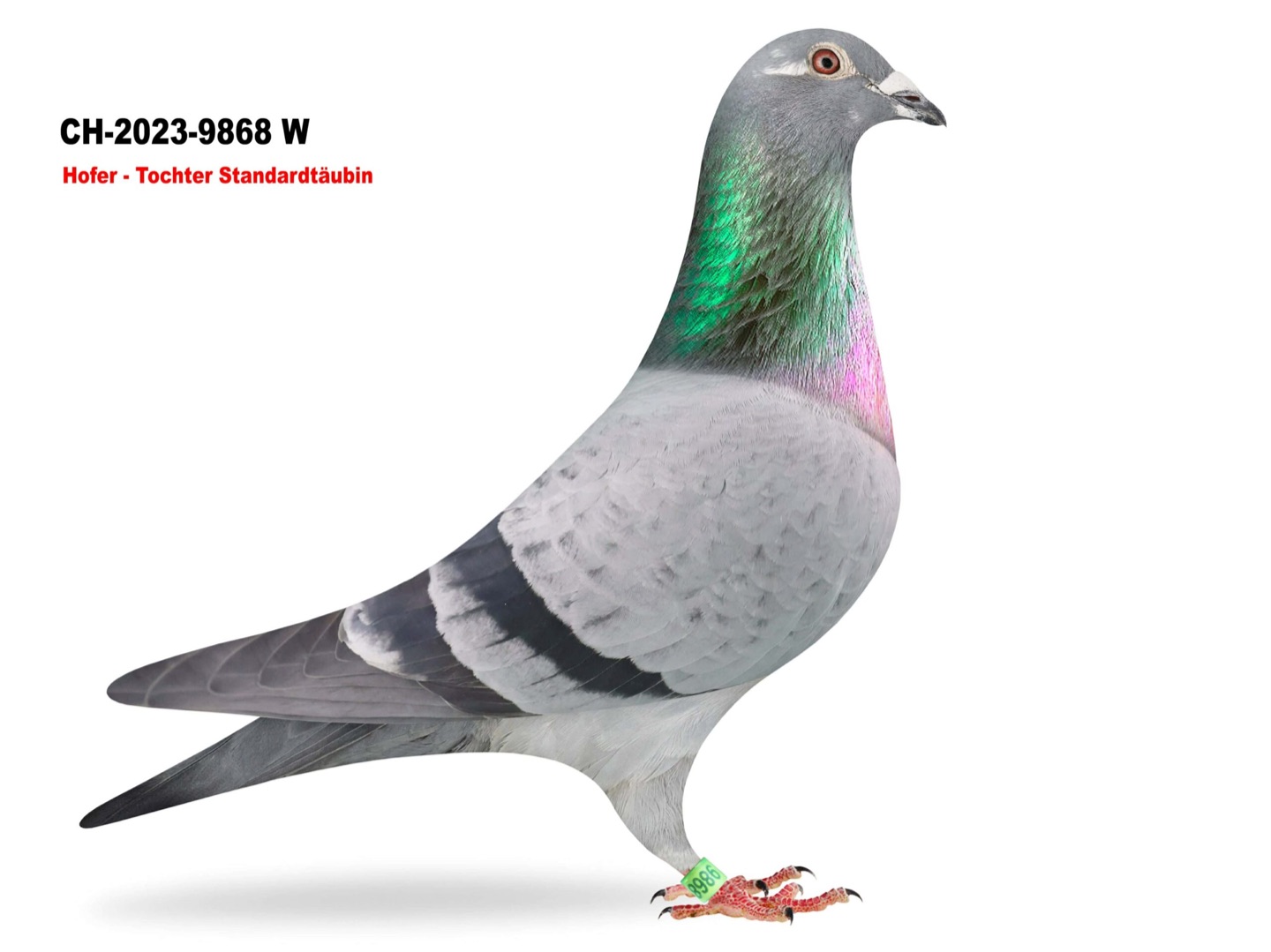 Daughter Standard-Hen CH-2023-9868