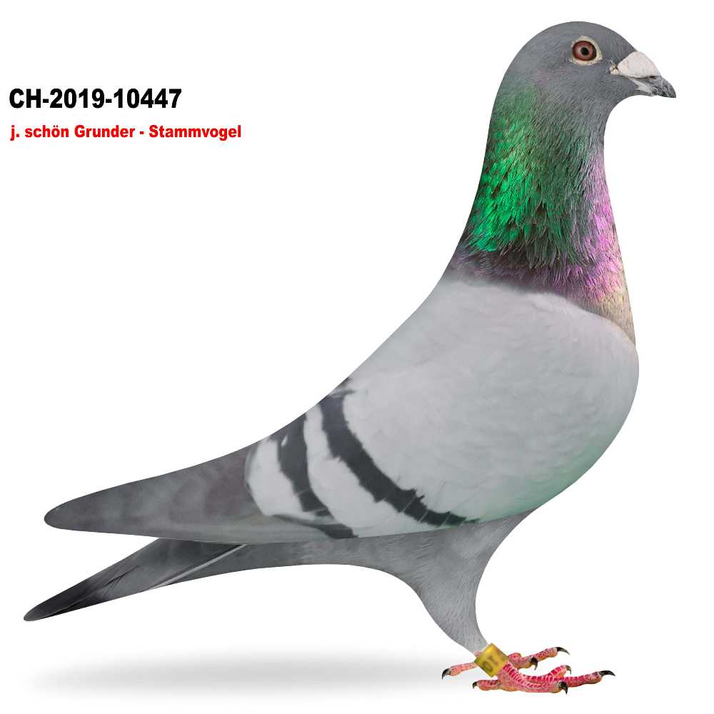 jung schön Grunder x Gonsior CH-2019-10447