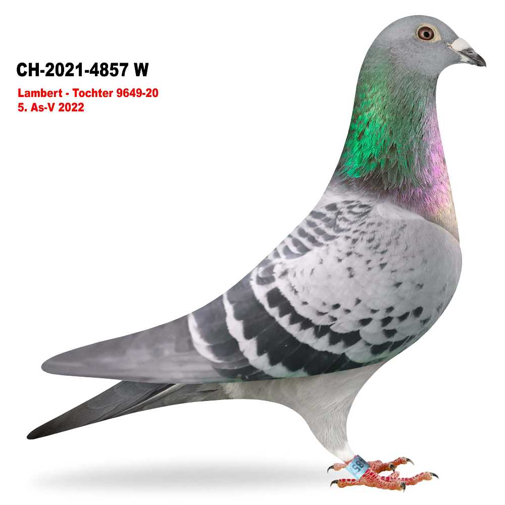 j. Lambert CH-21-4857W