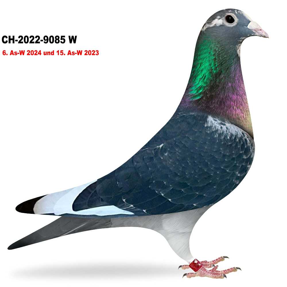 6. As-W CH 2024 · CH-2022-9085