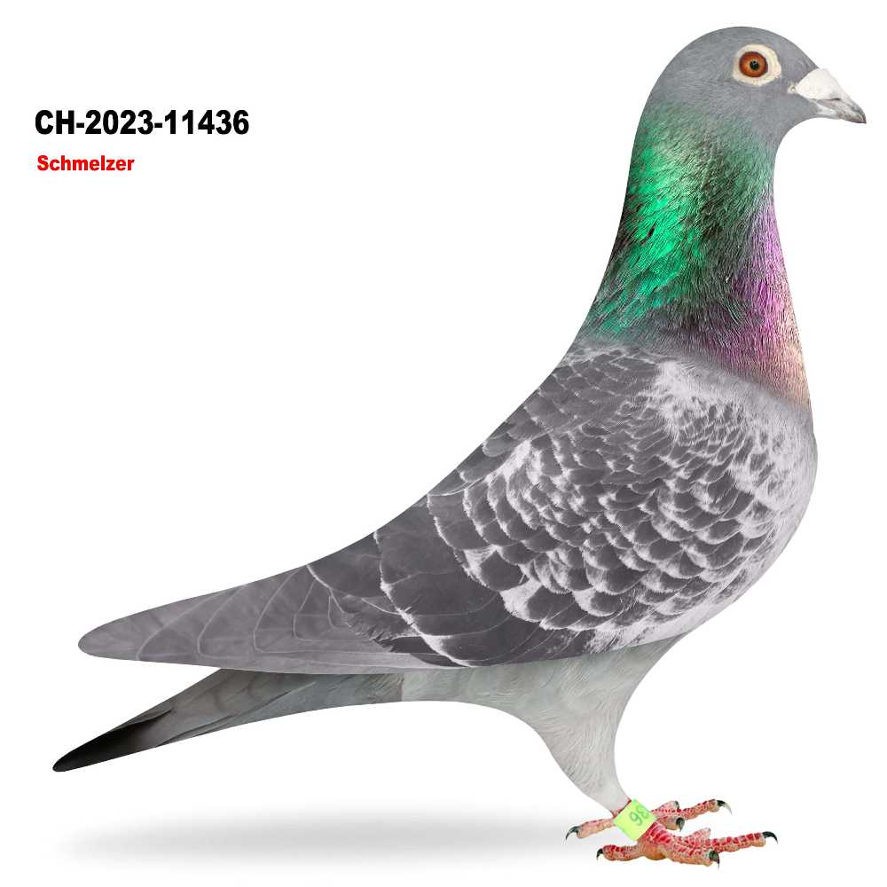 CH-23-11436 · CH-2023-11436