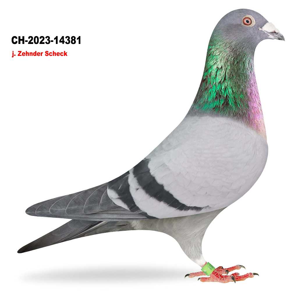 j. Scheck Zehnder · CH-2023-14381