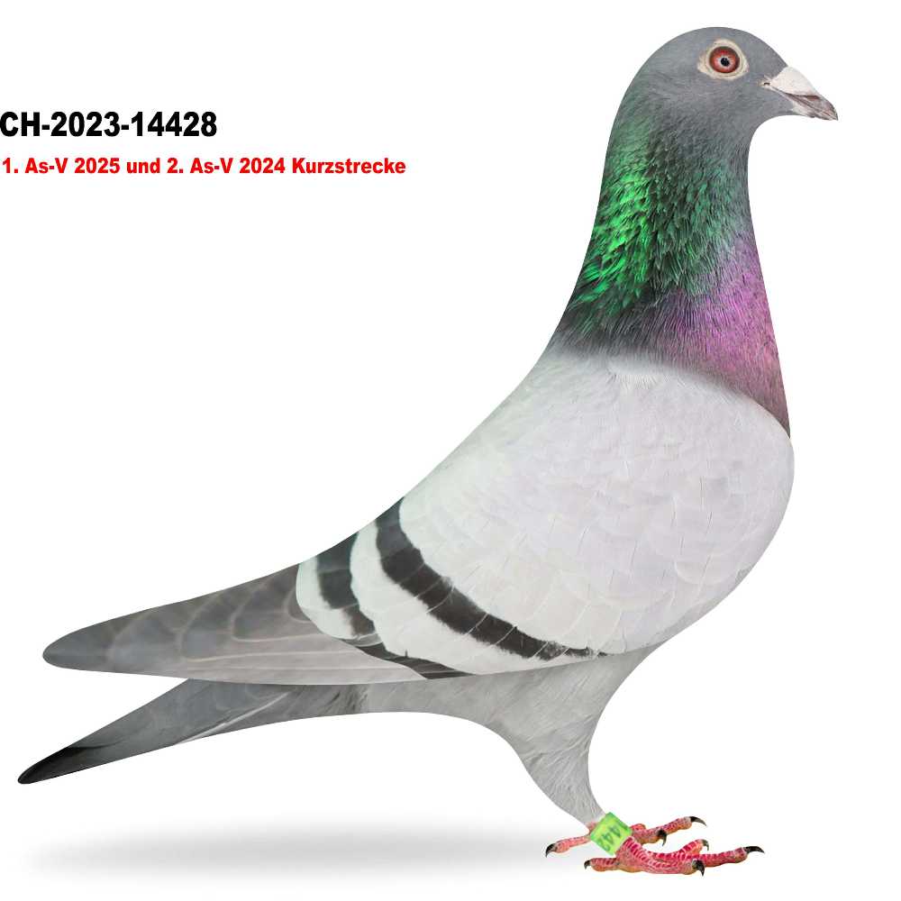 Olympic Japaner 28 · CH-2023-14428