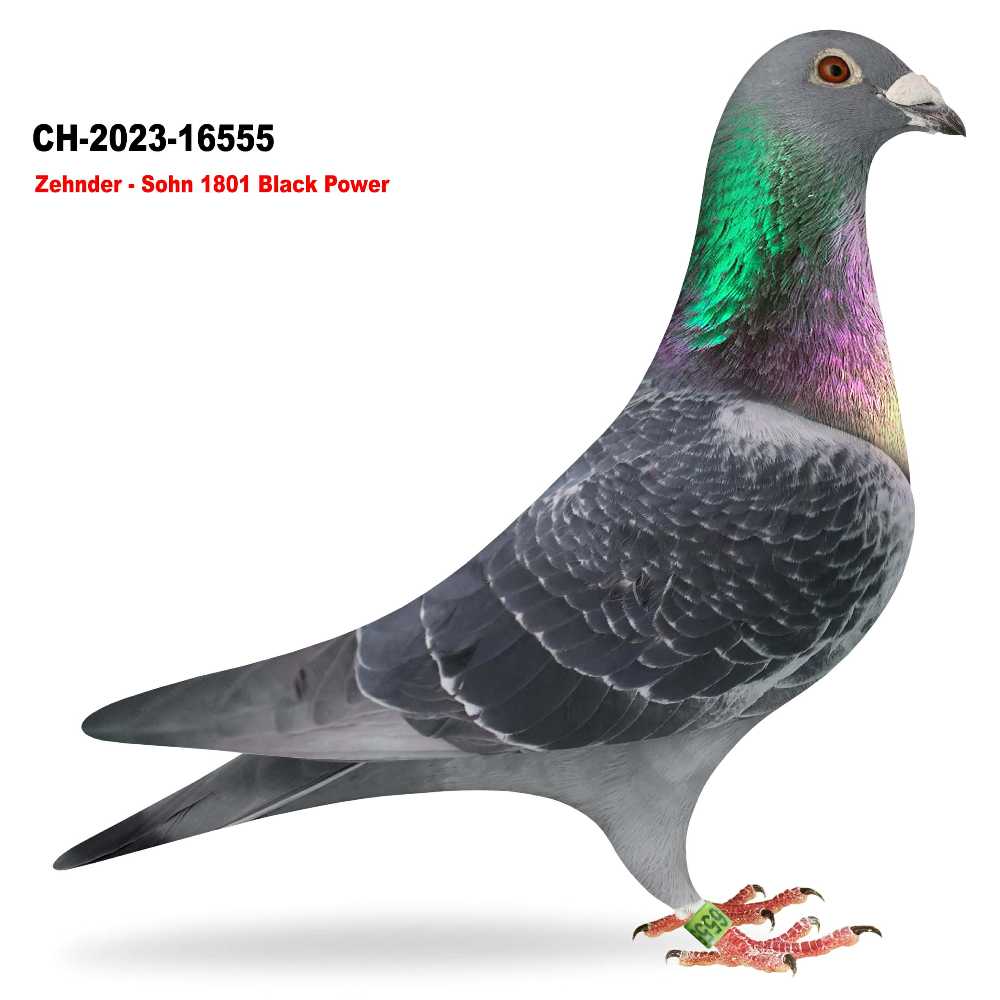 Sohn 1801 x 1196 CH-2023-16555