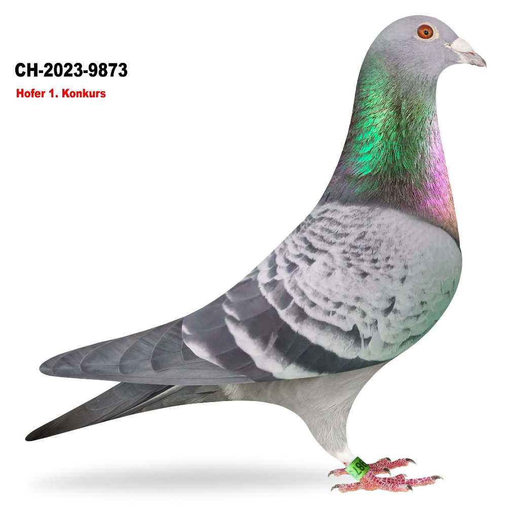 De Heear CH-2023-9873
