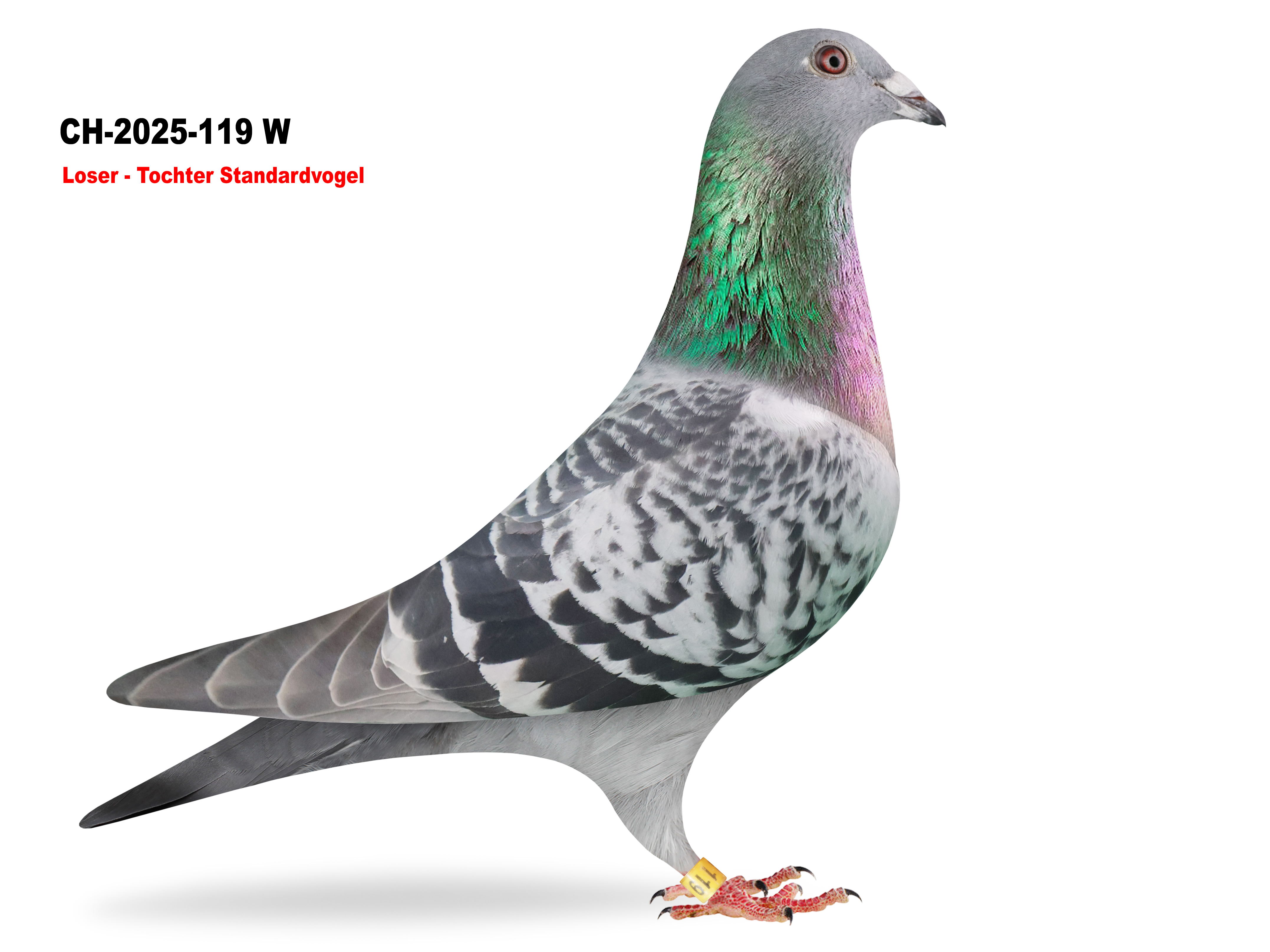 Tochter Standardvogel 2025 CH-2024-119W