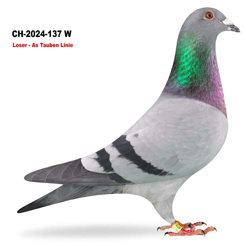 Loser Täubin CH-2024-137W