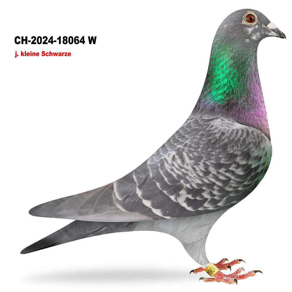 j. kl. Schwarze · CH-2024-18064W