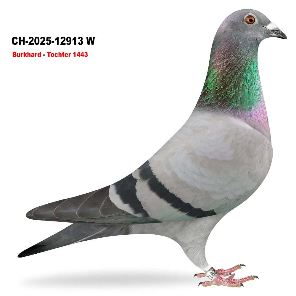 Tochter Goliath CH-25-12913W
