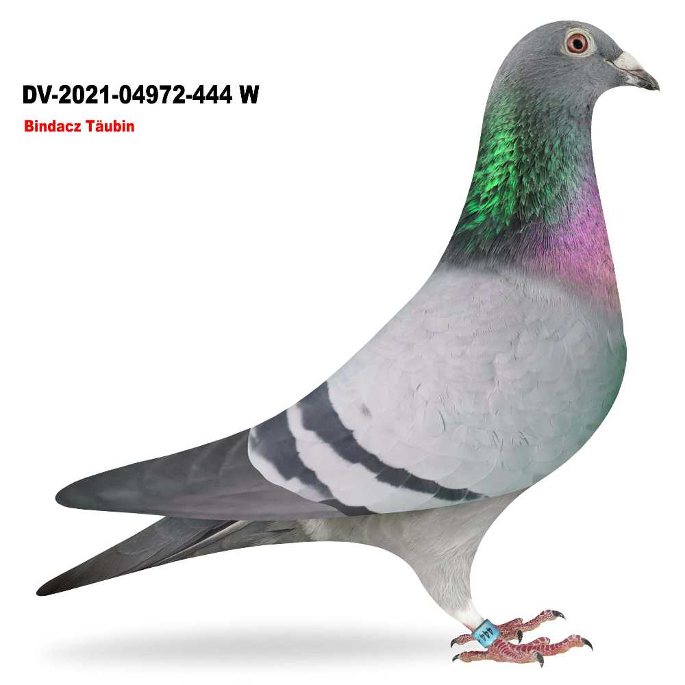 Bindacz Täubin DV-2021-4972-444W