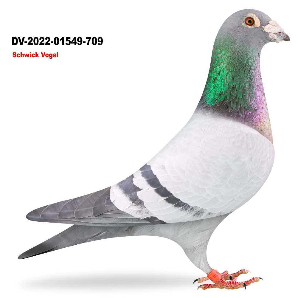 Bruder 486 DV-2022-01549-709