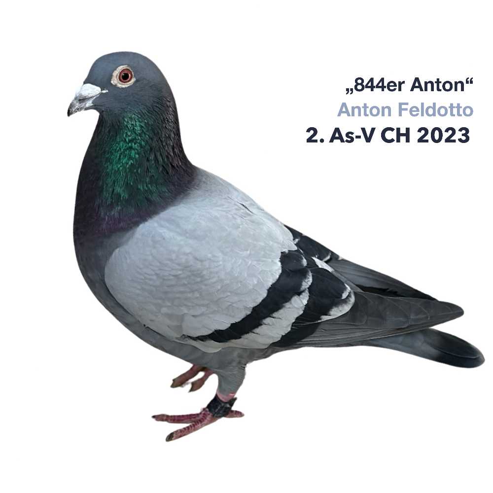 Anton DV-2022-06976-844