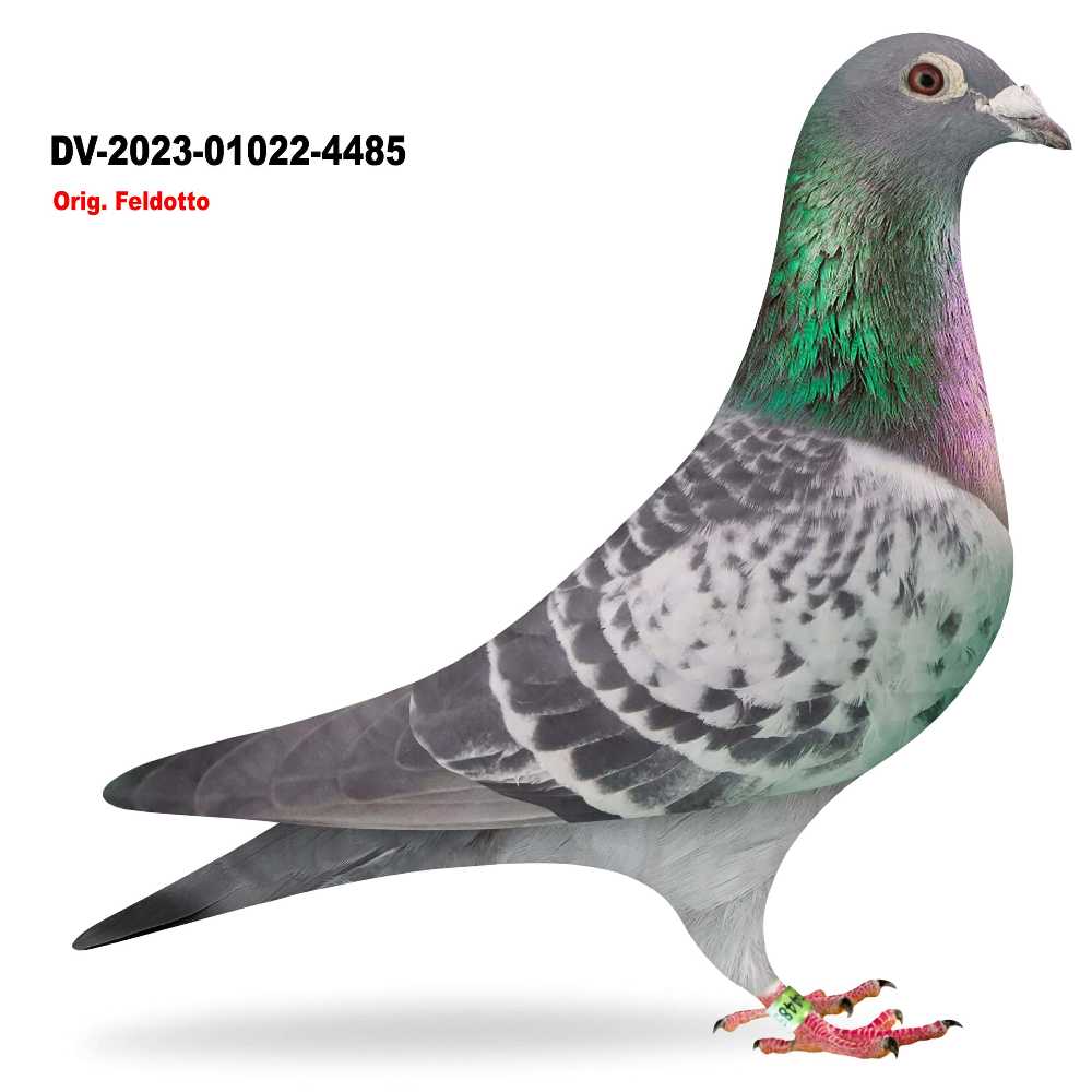 Antonio DV-2023-1022-4485
