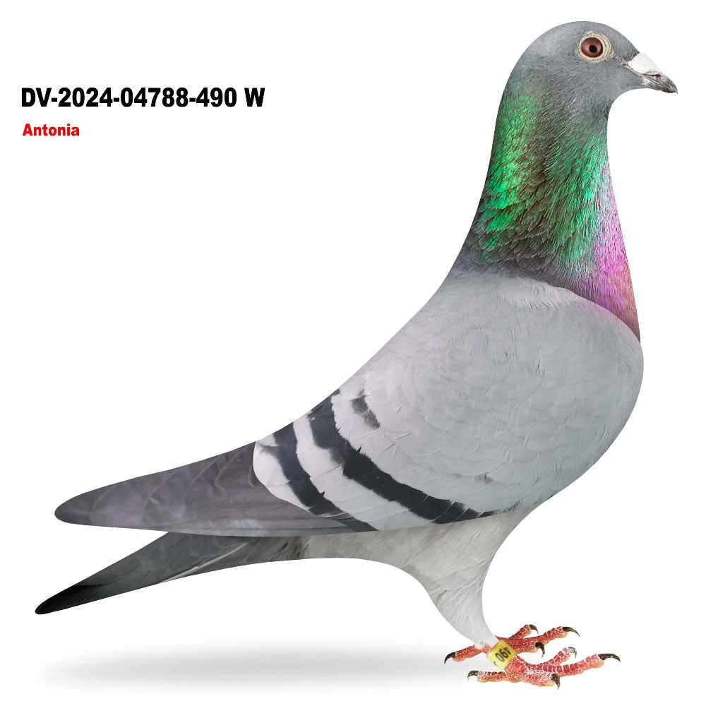 Antonia DV-2024-04788-490