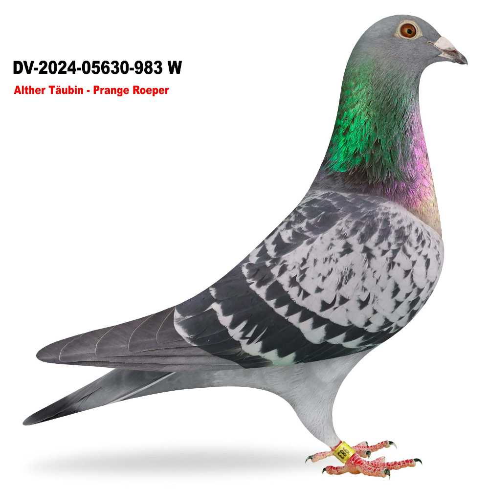 Kassel Parkplatz DV-2024-5630-983W