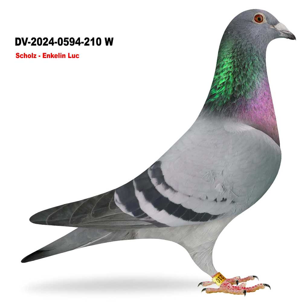 Kasselerin DV-2024-0594-210