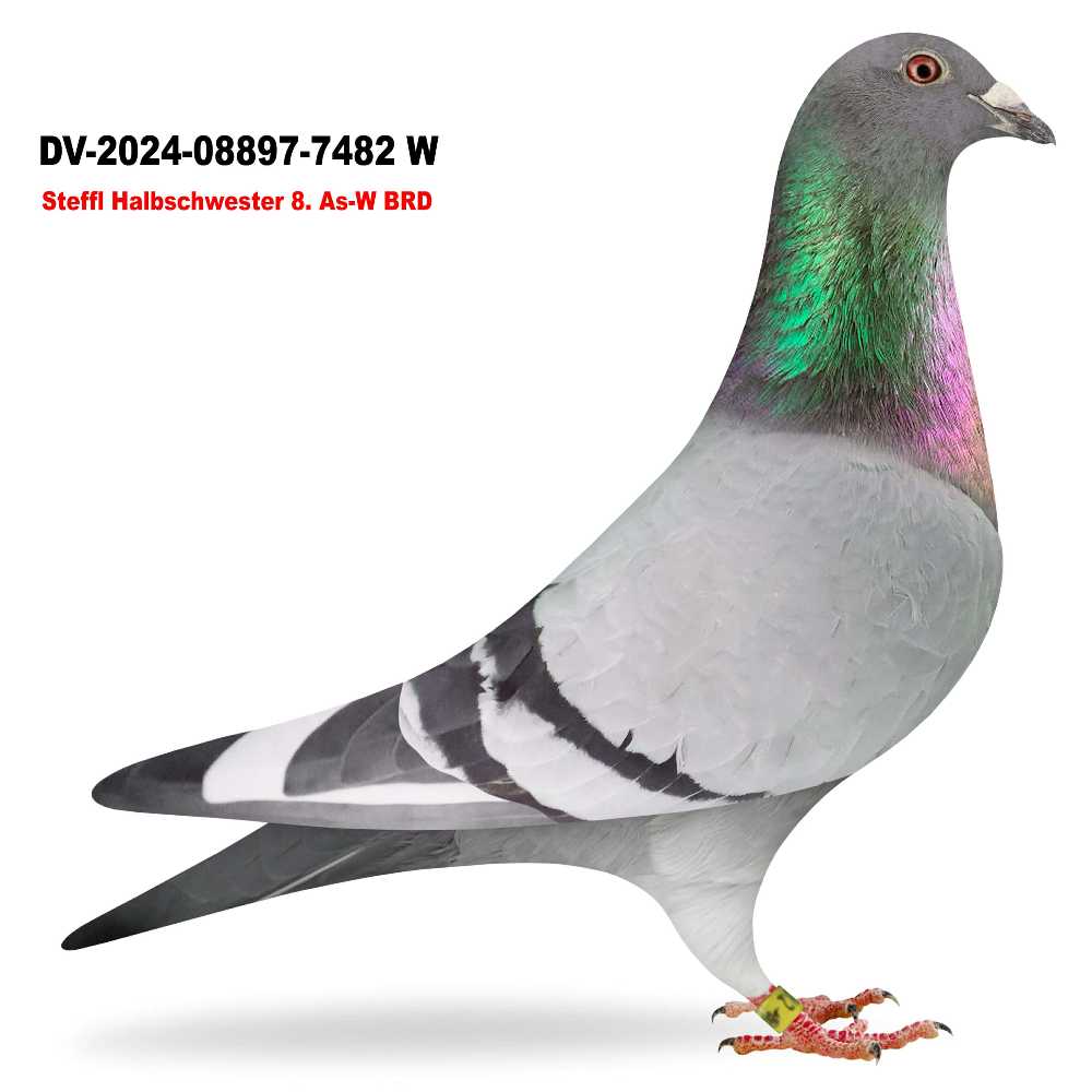 Halbschwester 8. As-W BRD 2024 DV-2024-08897-7482