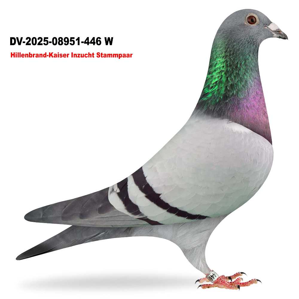 Inzucht Stammpaar! DV-2025-8951-446