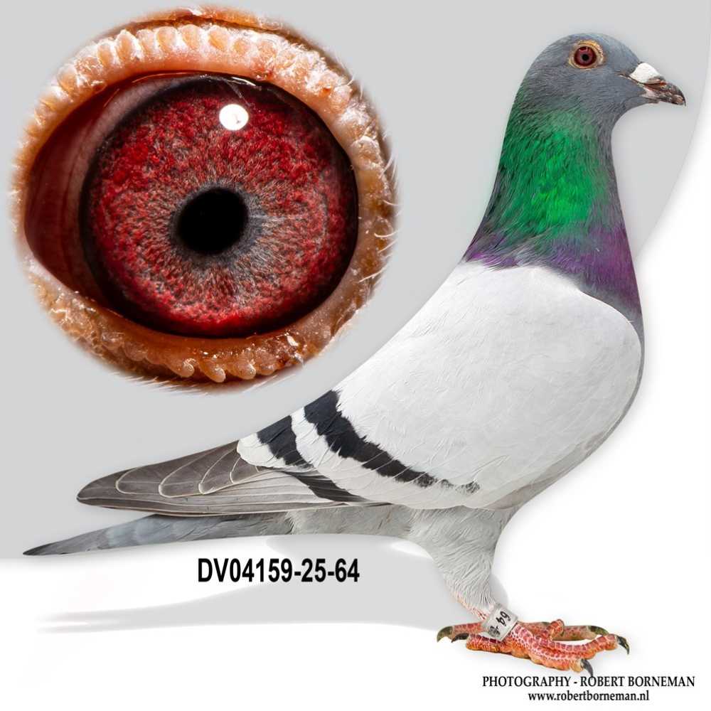 Doppelenkel B-043!!! DV-2025-4159-64