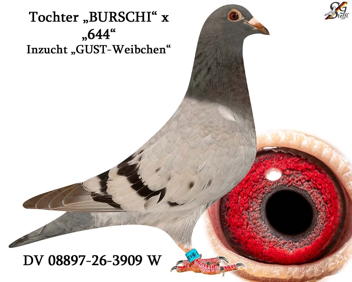 To. BURSCHI DV-2026-8897-3909W