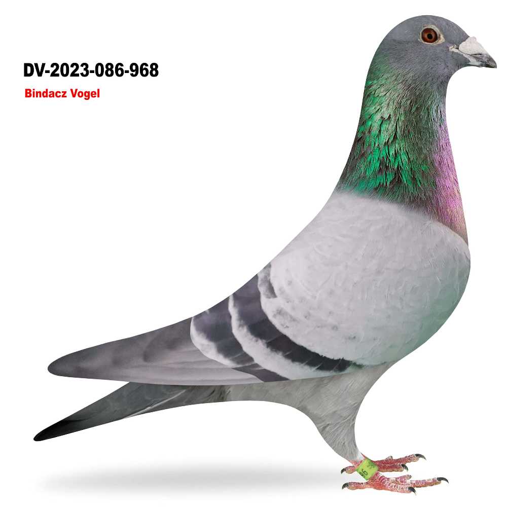 Bindacz Vogel DV-23-86-968