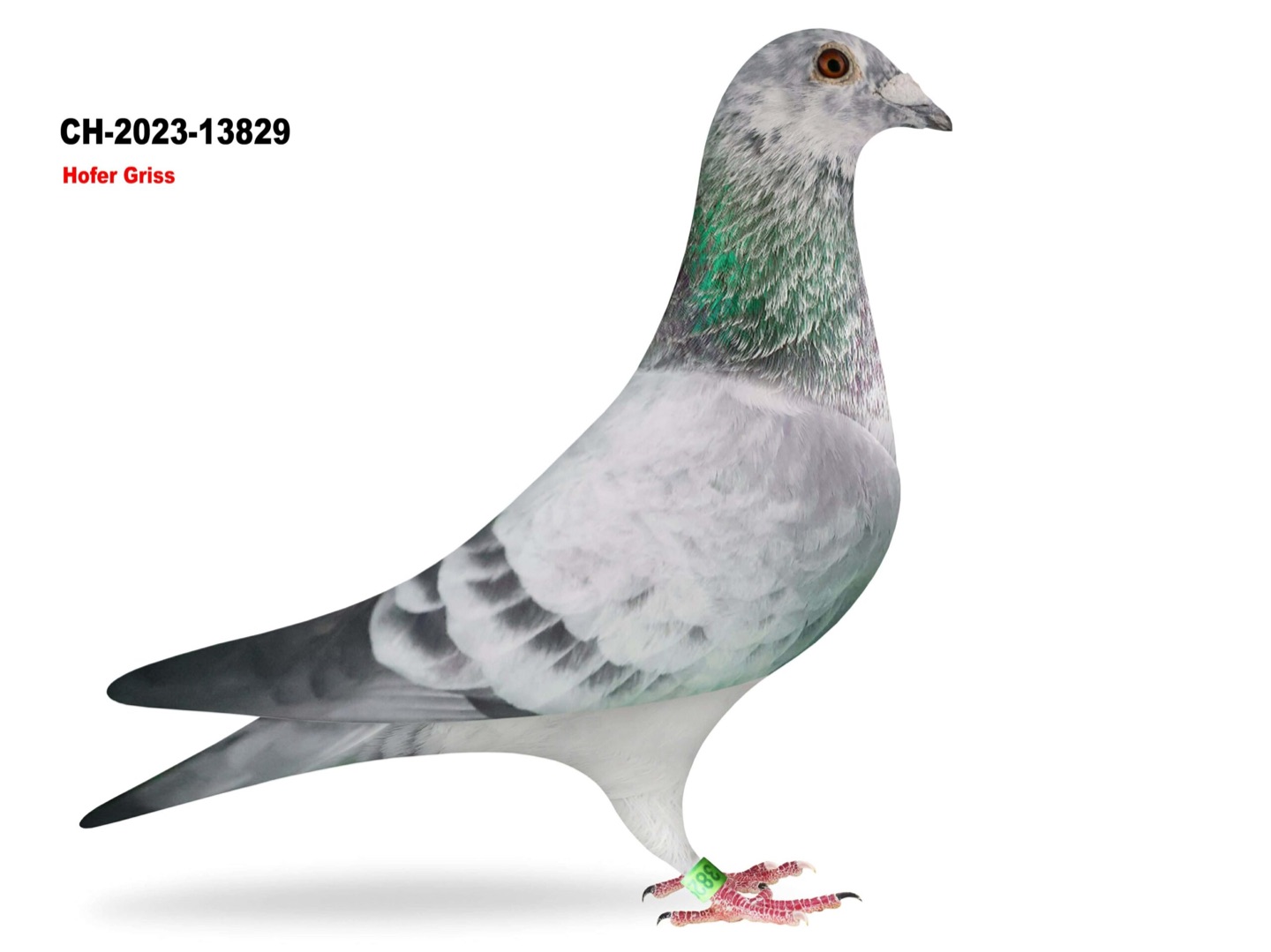 Hofer - Halfbrother 2nd Sevilla 620km CH-2023-13829