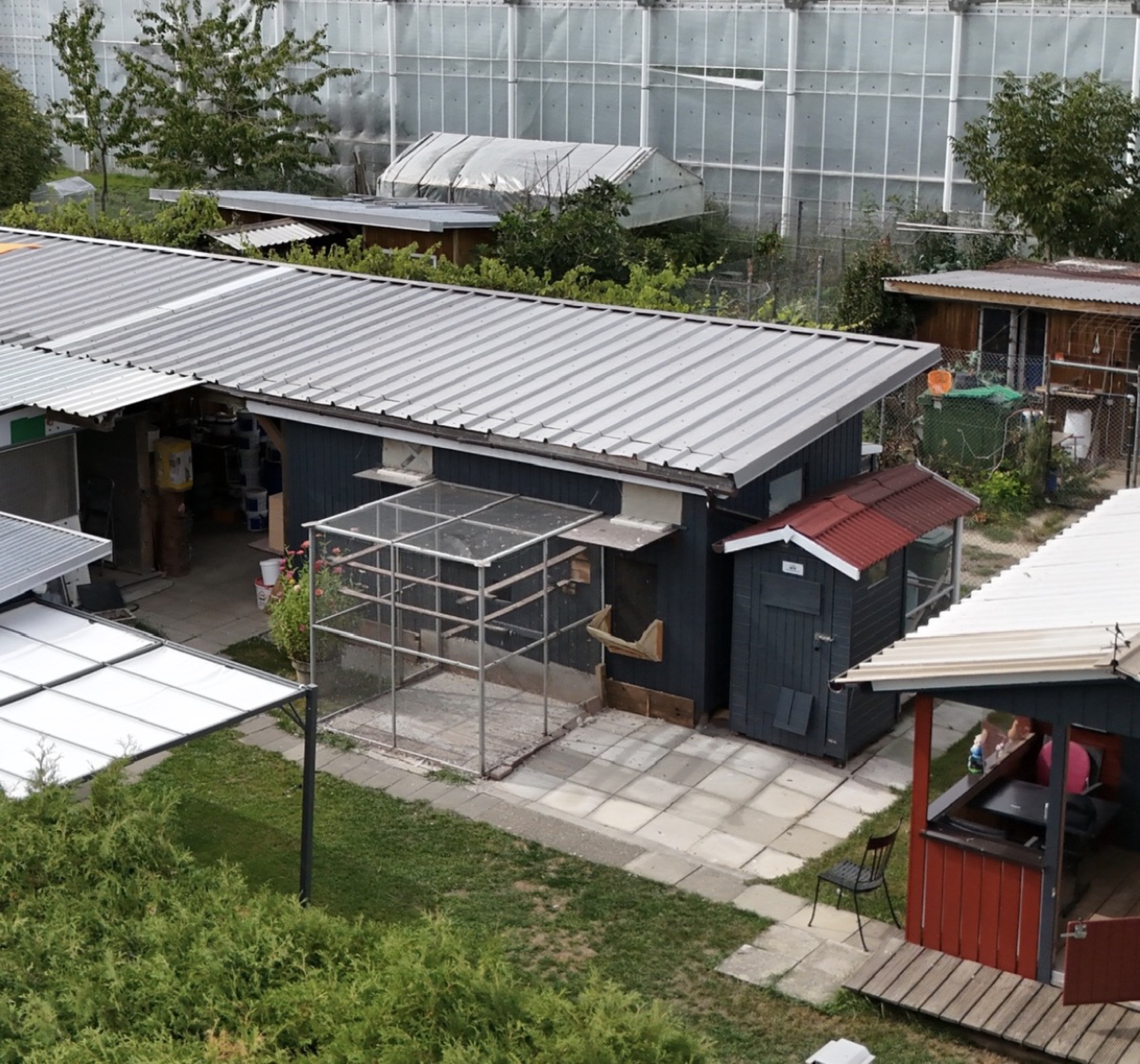 Racing loft and widowhood hens aviary